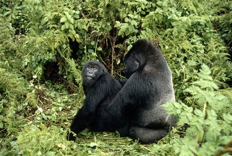 Pr goril horskch v oblasti vzkumn stanice Karisoke v poho Virunga ve