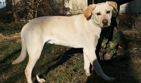 Zachránný kíenec labradora, kterého nali pipoutaného v lese ke stromu.