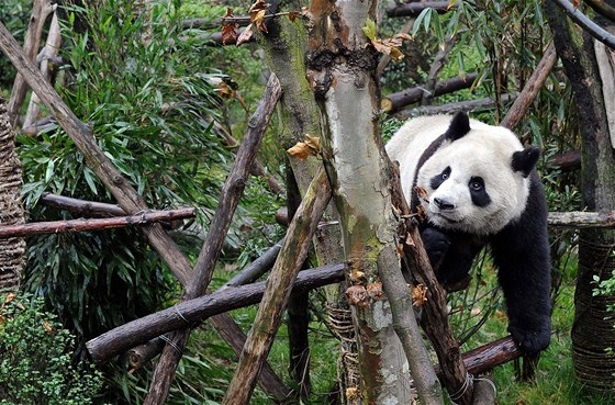 Panda hrající si v "Pandím údolí", tedy v rezervaci zízené pro pandy  v