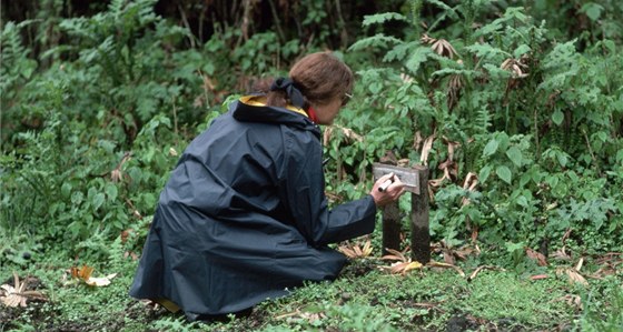 Americká zooložka Dian Fosseyová v oblasti výzkumné stanice goril horských v