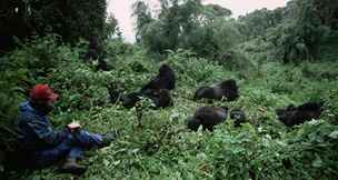 Skupina goril horskch v poho Virunga ve Rwand studovan tmem americk