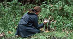 Americká zooloka Dian Fosseyová v oblasti výzkumné stanice goril horských v