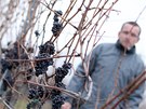Hrozny na ledové víno na Znojemsku - vininí tra ani jméno nechtli majitelé z...