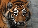 Mladí tygi z ostravské zoologické zahrady si zvykají na nový výbh. (18. ledna