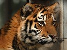 Mladí tygi z ostravské zoologické zahrady si zvykají na nový výbh. (18. ledna