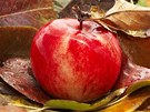 Zdravá spadaná jablka radji co nejrychleji zpracujte, na uskladnní se moc