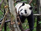 Panda hrající si v "Pandím údolí", tedy v rezervaci zízené pro pandy  v