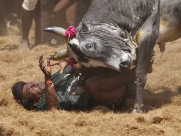 Jsou souástí festivalu Pongal, který se slaví kadý rok v polovin ledna, a...