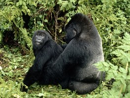 Pár goril horských v oblasti výzkumné stanice Karisoke v pohoří Virunga ve