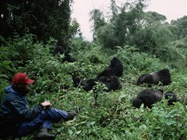 Skupina goril horských v pohoří Virunga ve Rwandě studovaná týmem americké