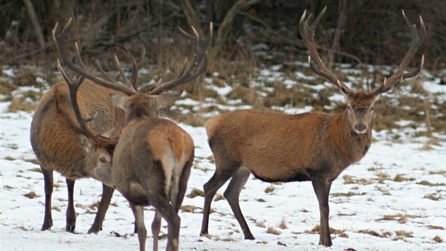 Z pozorovatelny na Srní me v zim pozorovat jeleny po pedchozím objednání