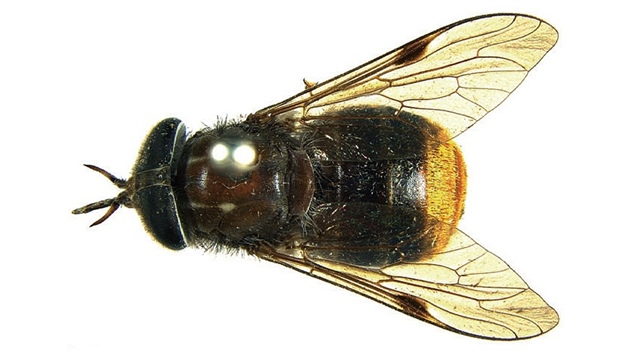 Moucha Scaptia Plinthina beyonceae pojmenovaná podle americké hv�zdy