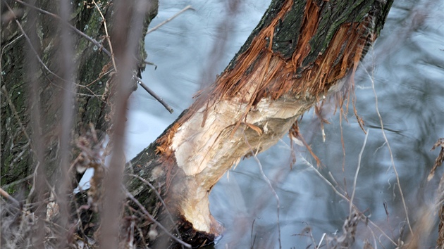 Brnnská Svratka má nového obyvatele. Bobr u dlá starosti vodohospodám,