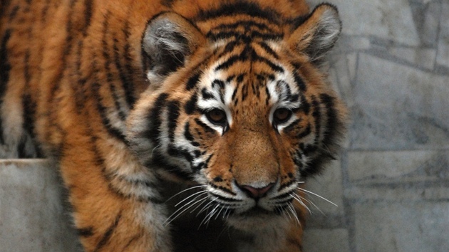 Mladí tygi z ostravské zoologické zahrady si zvykají na nový výbh. (18. ledna