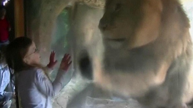 Lev Malik ve wellingtonské zoo zaútočil přes sklo na tříletou holčičku.