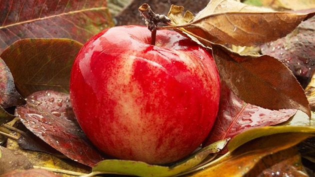 Zdravá spadaná jablka radji co nejrychleji zpracujte, na uskladnní se moc