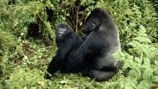 Pár goril horských v oblasti výzkumné stanice Karisoke v pohoří Virunga ve Rwandě. 