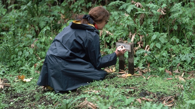Americká zooložka Dian Fosseyová v oblasti výzkumné stanice goril horských v pohoří Virunga ve Rwandě   