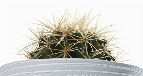 Jako vechny ostré vci, vysílají i trny kaktus negativní energii.