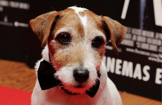 Uggie na speciální projekci filmu Umlec