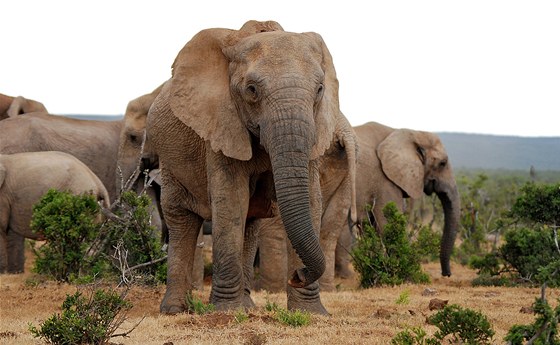 Sloni jsou v keské bui v pirozeném prostedí.  Kdy se jim nco nelíbí,