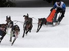 Závody Mistrovství eské republiky psích speení ve Tech Studních.