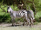Na safari v Keni, zebry jako malované