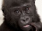 Jen o pl roku starí vrstevník, gorilí sameek Okanda, se kterým bude vyrstat