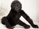 Jen o pl roku starí vrstevník, gorilí sameek Okanda, se kterým bude vyrstat