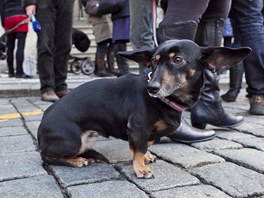 Solení vadí Stran zelených, která demonstraci svolala.