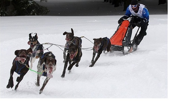 Závody Mistrovství eské republiky psích speení ve Tech Studních.