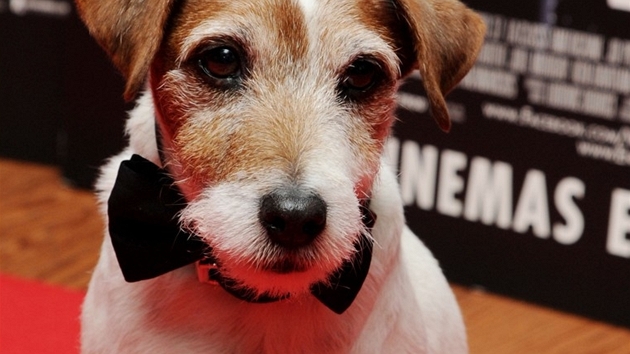Uggie na speciální projekci filmu Um�lec