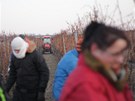 Sbr ledového vína na vinohradu vinaství Baloun u Velkých Pavlovic. (31. leden...