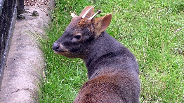 Pudu jin