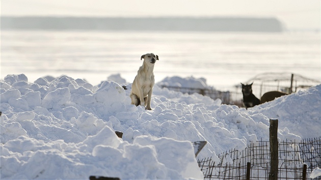 Rumunsk pes sed na hromad snhu ve vesnici Glina (30. ledna 2012)