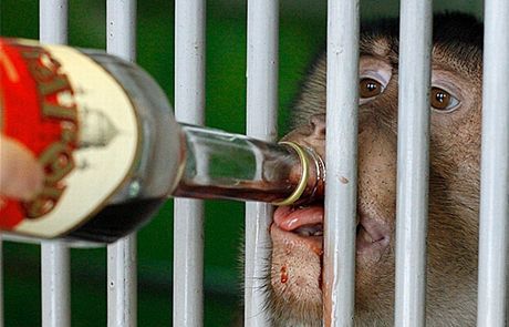 Opice v Kazachstánu se v mrazech zahívají svaeným vínem s ovocem.