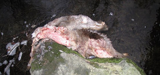 Kůže zabitých zvířat v potoce na Brněnsku. Ilustrační snímek