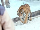 Tygr ussurijský ne snhu v zoo Dvr Králové nad Labem (8. února 2012)