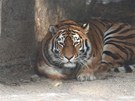 Tygr ussurijský ne snhu v zoo Dvr Králové nad Labem (8. února 2012)
