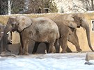 Sloni si uívají snhu v zoo Dvr Králové nad Labem (8. února 2012)