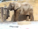 Slon si uívá snhu v zoo Dvr Králové nad Labem (8. února 2012)