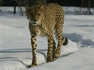 Gepardm z olomouck zoologick zahrady na Svatm Kopeku mrz ani snh nevad,...