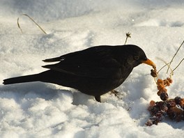Zvlt zpvn ptci potebuj po celou zimu kad den najt dost potravy.