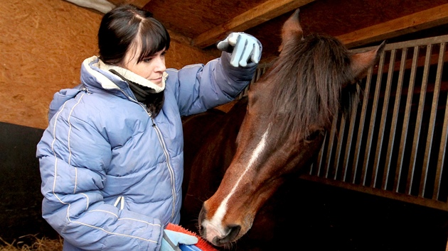 Stáj Estavela v obci Ochoz u Brna - na snímku anglický plnokrevník Calver s...