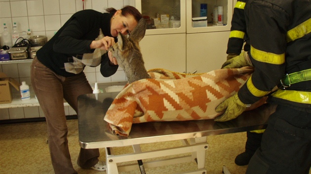 Srnka skonila v péi bohumínské veterináky. (1. února 2012)