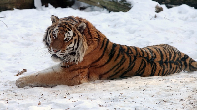Tygr ussurijský ne sněhu v zoo Dvůr Králové nad Labem (8. února 2012)