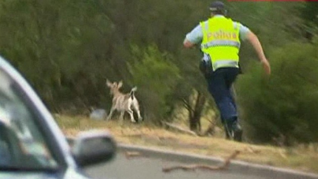 Australská policie se snaí chytnout kozu.