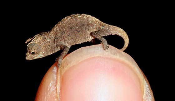 Nejmení chameleoni Brookesia micra dorstají délky jen 16 milimetr.