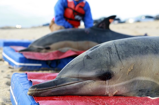 Delfíni nalezení na pláži u Provincetownu na mysu Cape Cod ve státě 