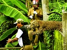 Útok leoparda (1. cena Bleskové zprávy - mimoádná pocta)